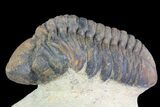 Reedops Trilobite Fossil - Morocco #75467-1